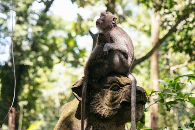 Private Ubud Day Tour Waterfalls Sacred Monkeys and Rice Fields - An In-Depth Look at the Itinerary