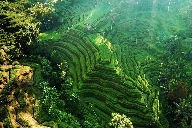 Private Ubud Full Day Tour - Good To Know