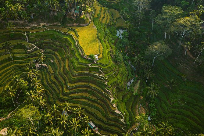 Private Ubud Full Day Tour - Customer Reviews