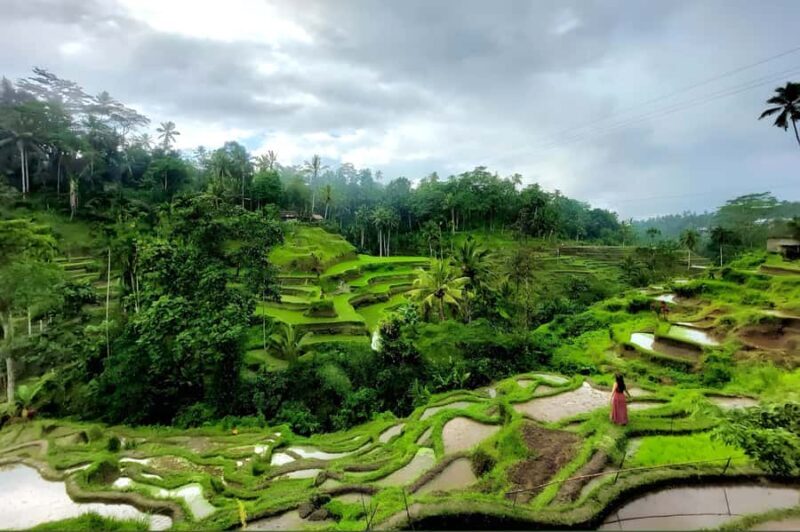 Private Ubud Highlights Midday Tour with Flexible Pickup - Exploring Bali’s Best with the Private Ubud Highlights Midday Tour