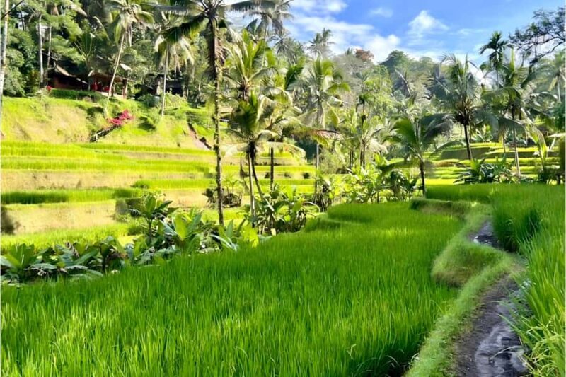 Private Ubud Highlights Midday Tour with Flexible Pickup - Who Is This Tour Best For?