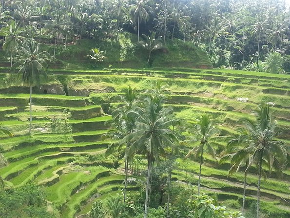 Private Ubud Tegalalang Rice Teracce & Tanah Lot Tour - Tour Highlights