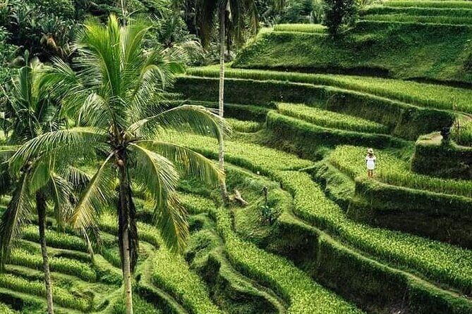 Private Ubud Tour - An In-Depth Look at the Ubud Private Tour