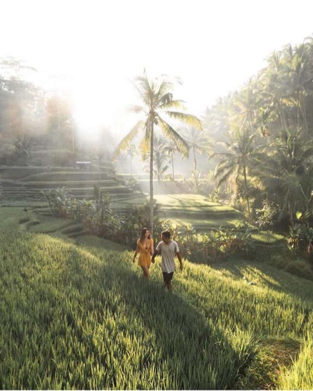 Private Ubud Tour  Monkey Forest, Rice Terrace & Waterfall - Transportation, Timing, and Overall Value