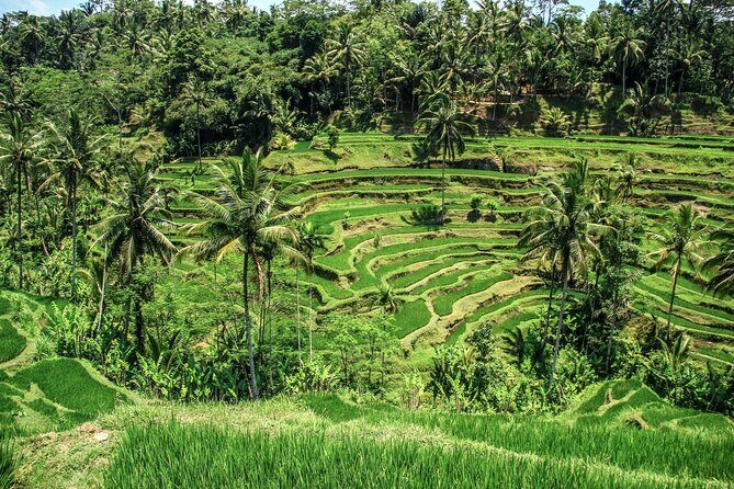 Private Ubud Tour: Monkey Forest, Waterfall & Rice Terrace - Why This Tour Offers Value