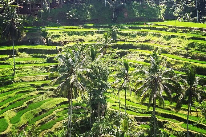 Private ubud tour : Temple Bathing + Mount Batur + Rice Terrace. - The Sum Up