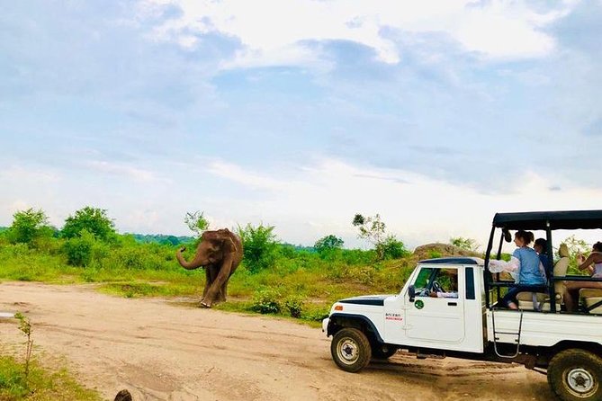 Private Udawalawe Nationalpark Jeep-Safari - Safari Highlights
