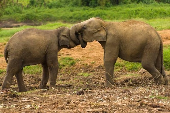 Private Udawalawe Nationalpark Jeep-Safari - Expert Guides