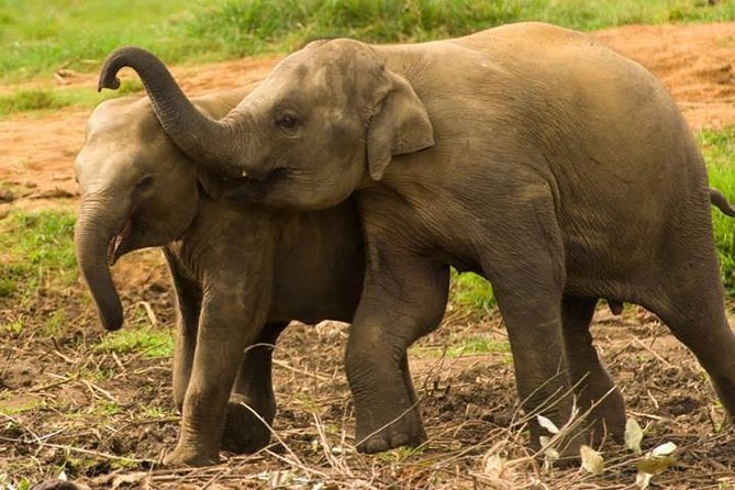 Private Udawalawe Nationalpark Jeep-Safari - Booking Information