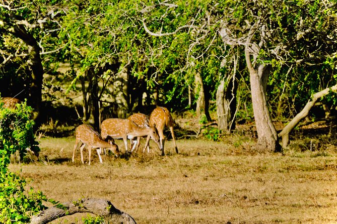 Private Udawalawe Nationalpark Jeep-Safari - The Sum Up