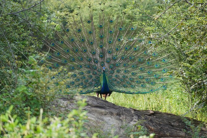 Private Udawalawe Safari Tour With Pickup From Bentota/Ahungalla - Pickup Information
