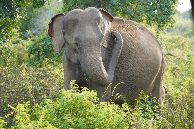 Private Udawalawe Safari Tour With Pickup From Bentota/Ahungalla - Booking Information