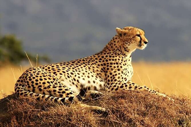 Private Ultimate Pilanesberg Safari From Johannesburg - Safari Highlights