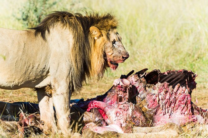Private Ultimate Pilanesberg Safari From Johannesburg - Cancellation Policy