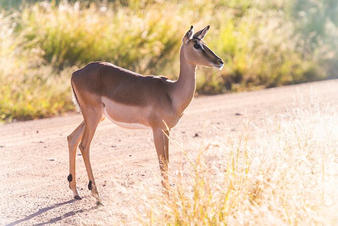 Private Ultimate Pilanesberg Safari From Johannesburg - Common Questions