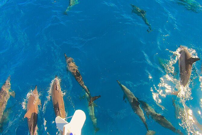 Private Underwater Excursion in the Bora Bora Lagoon - Final Thoughts: Who Will Love This Tour?