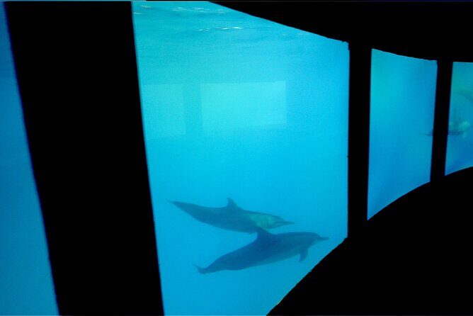 Private Underwater Excursion in the Bora Bora Lagoon - FAQ