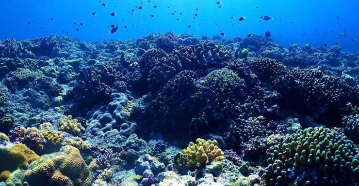 Private Unforgatable Snorkeling Day Trip in Izu (Shizuoka) - Good To Know
