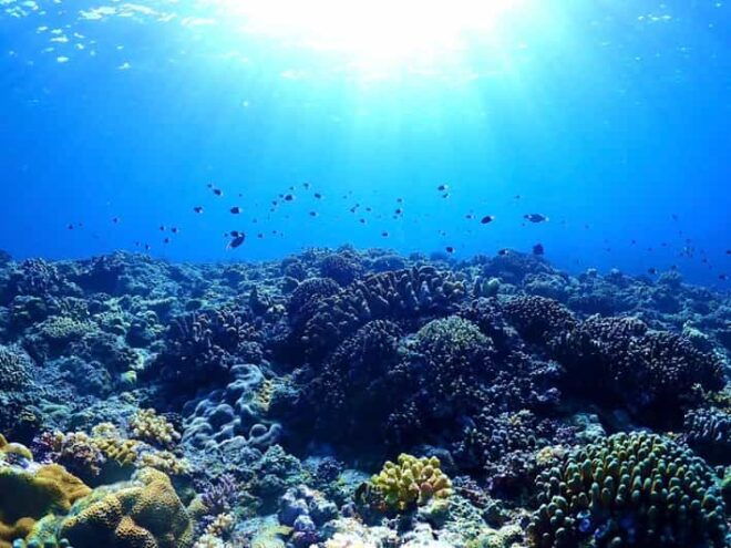Private Unforgatable Snorkeling Day Trip in Izu (Shizuoka) - What to Bring