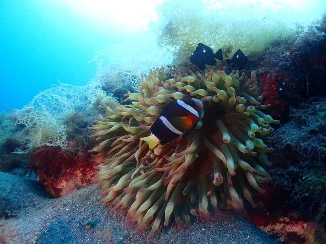 Private Unforgatable Snorkeling Day Trip in Izu (Shizuoka) - Pricing and Payment Options