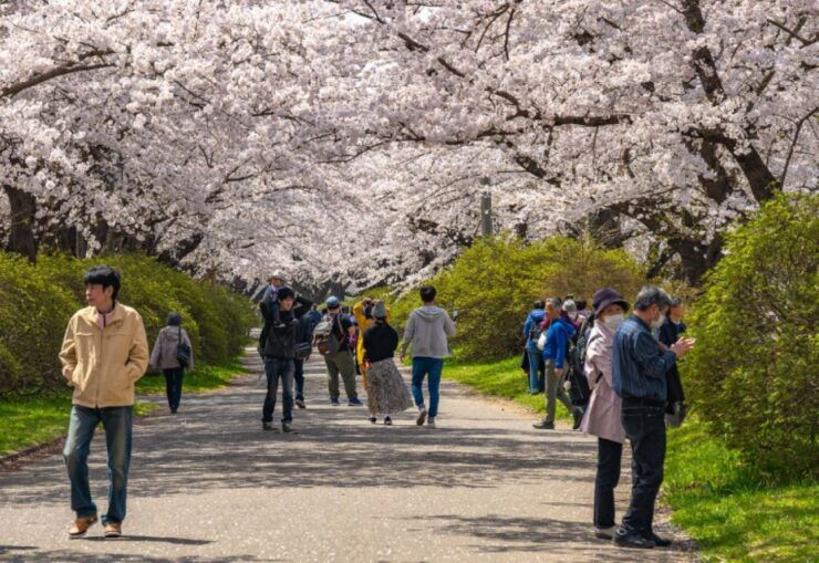 Private & Unique Hiroshima Cherry Blossom Sakura Experience - Highlights of the Sakura Experience