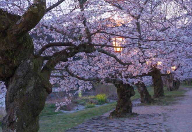 Private & Unique Hiroshima Cherry Blossom Sakura Experience - Immersive Cultural Experience