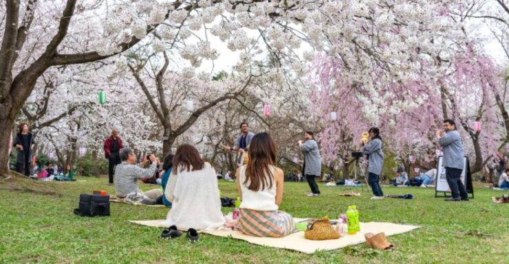 Private & Unique Kanazawa Cherry Blossom "Sakura" Experience - Activity Details
