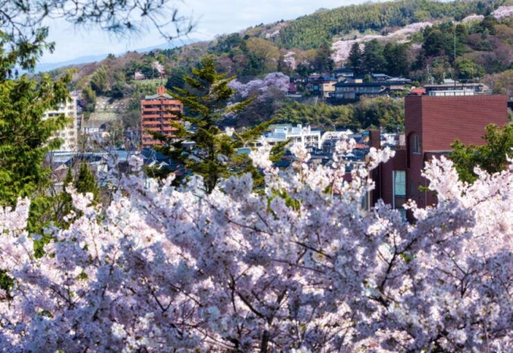 Private & Unique Kanazawa Cherry Blossom "Sakura" Experience - Experience Highlights
