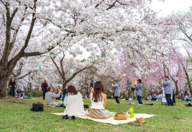 Private & Unique Kanazawa Cherry Blossom "Sakura" Experience - Full Experience Description