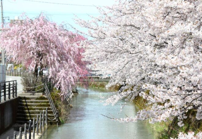 Private & Unique Kanazawa Cherry Blossom "Sakura" Experience - Additional Information