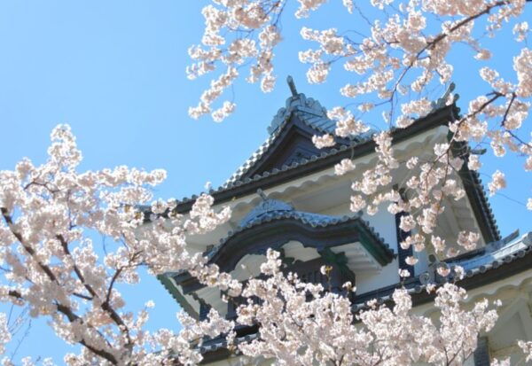 Private & Unique Kanazawa Cherry Blossom "Sakura" Experience - The Sum Up