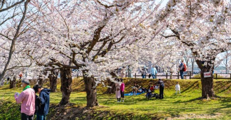 Private & Unique Nagasaki Cherry Blossom "Sakura" Experience - Cancellation Policy and Payment Flexibility