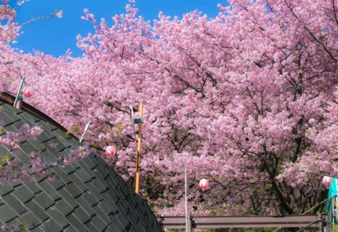 Private & Unique Nagasaki Cherry Blossom "Sakura" Experience - Exploring a Serene Cherry Blossom Park