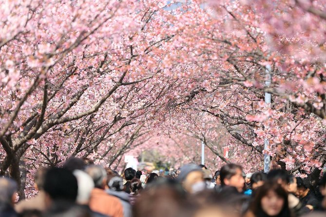 Private & Unique Tokyo Cherry Blossom "Sakura" Experience - Itinerary
