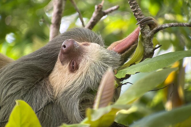 Private Urban Wildlife City Tour From Manuel Antonio to Quepos - Inclusions and Meeting Point