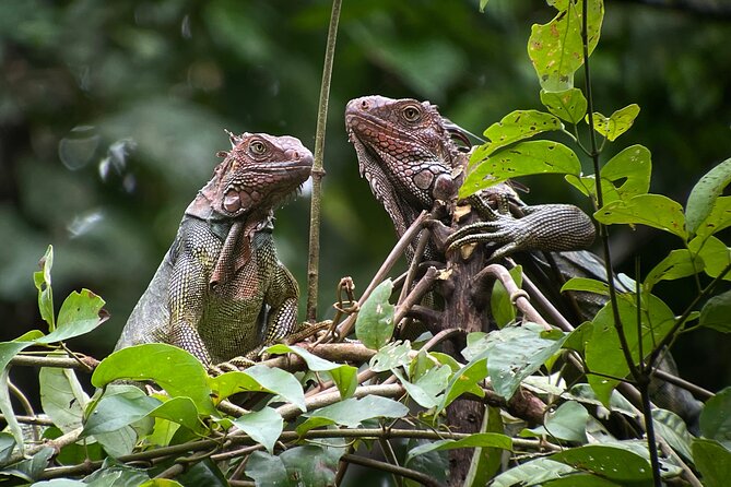 Private Urban Wildlife City Tour From Manuel Antonio to Quepos - The Sum Up
