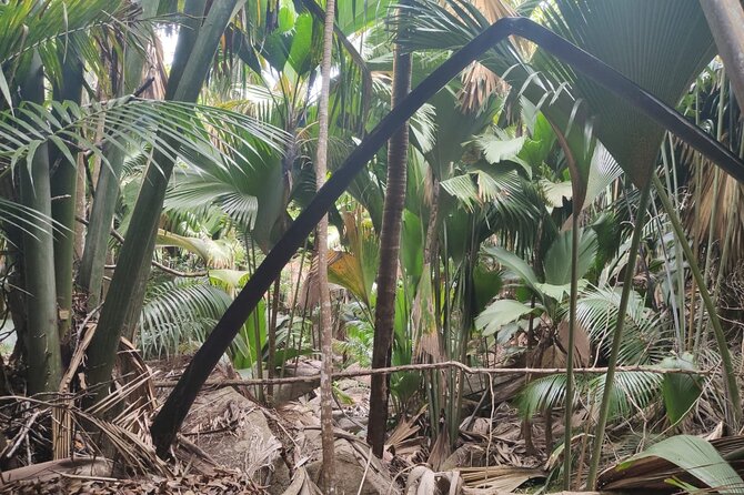 Private Vallee De Mai and Anse Lazio Tour - Good To Know