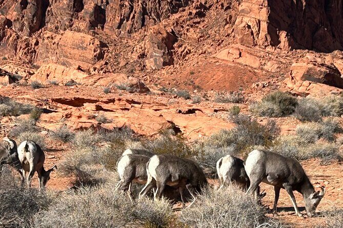 Private Valley Of Fire Tour from Las Vegas - Who Will Love This Tour?