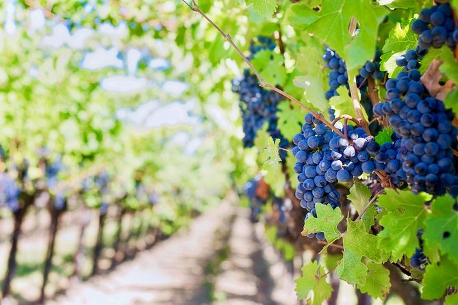 Private Valpolicella Day Trip From Venice: Wine Tasting and Verona - The Sum Up