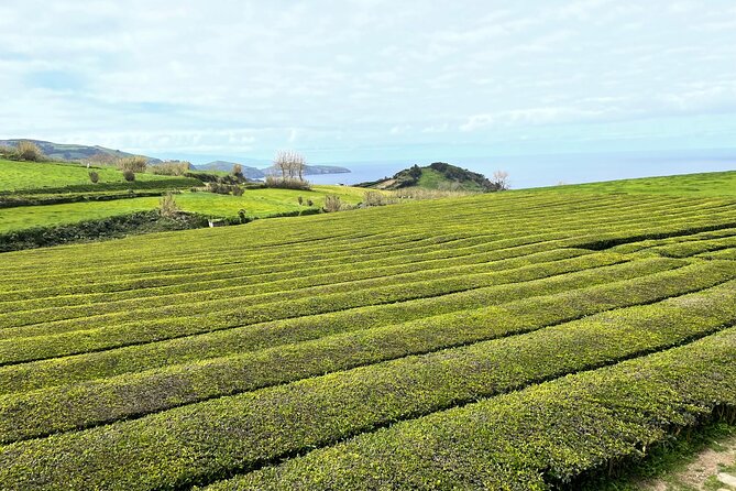 Private Van Tour to Furnas Vale, Gorreana Tea Factory - Meeting and Pickup