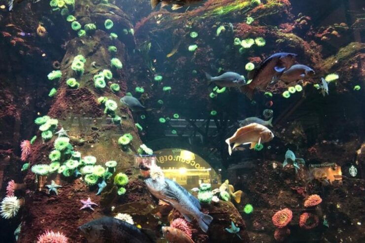 Private Vancouver Aquarium and Bloedel Conservatory Tour - Experience