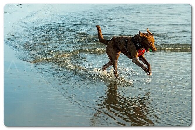Private Venice Photographic Beach Walking Tour - The Sum Up: Is This Tour Right for You?