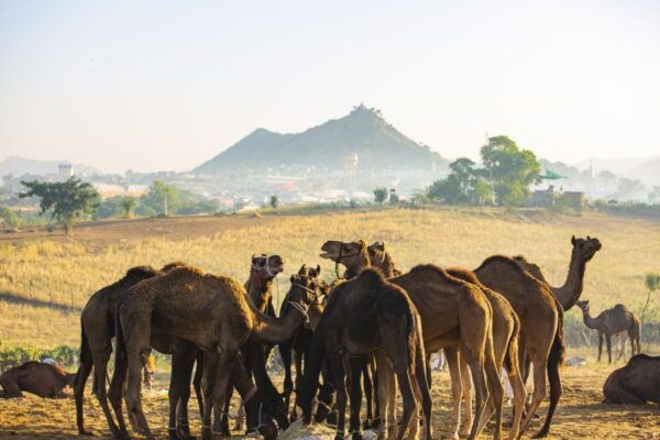 Private Village Tour By Jeep And Guide - Frequently Asked Questions