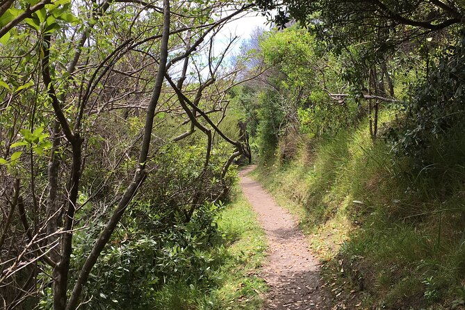 Private Vineyard Bush Walk Tour in Waiheke Island - Reviews and Questions