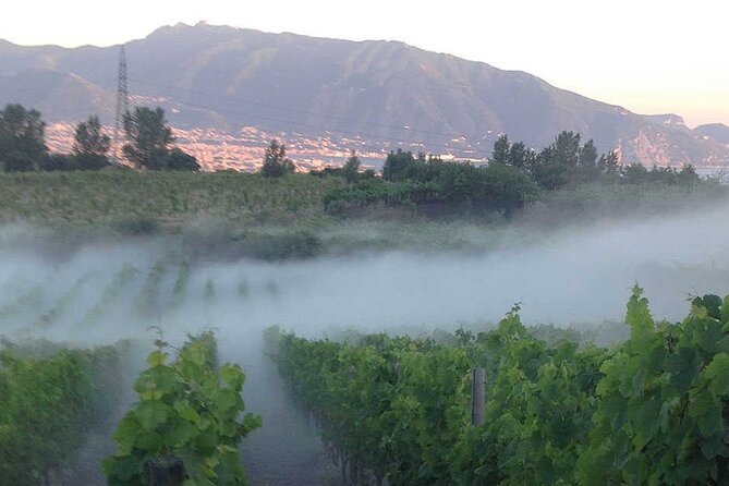 Private Vineyard Tour and Lunch With Dedicated Sommelier and Private Trasport - Tour Details and Inclusions