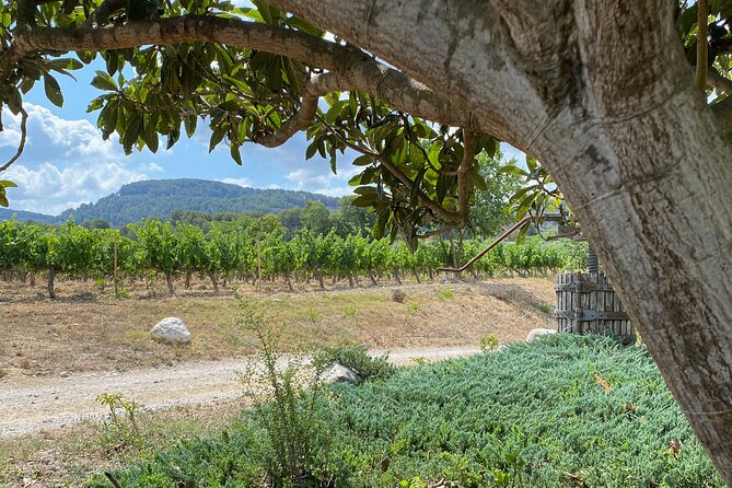 Private Vineyards and Villages Wine Tour With Lunch With Pickup From Barcelona - Lunch and Vineyards Highlights