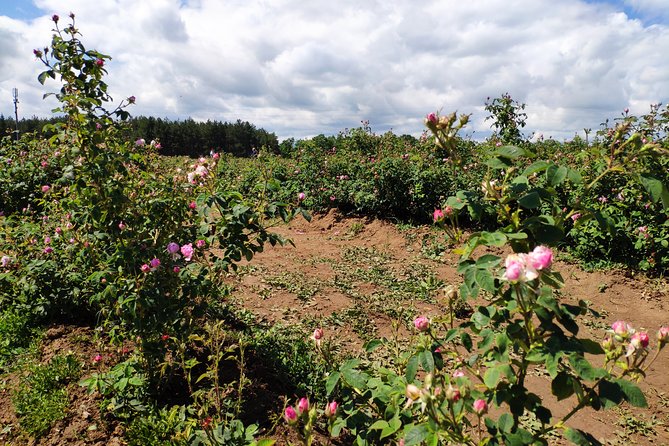 Private VIP Access Rose Festival Kazanlak - Additional Info