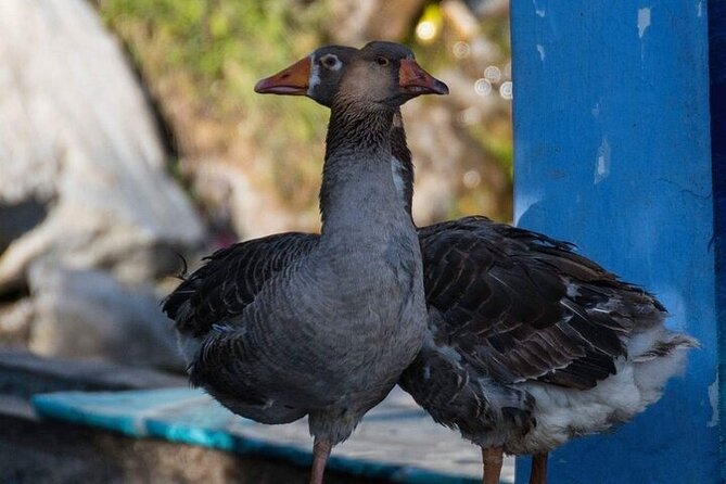 Private VIP Excursion to Tangier via Chefchaouen From Fez - The Sum Up