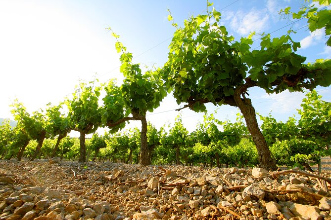 Private Visit of Château Lhospitalet With Wine Tasting - Exploring the Cellars