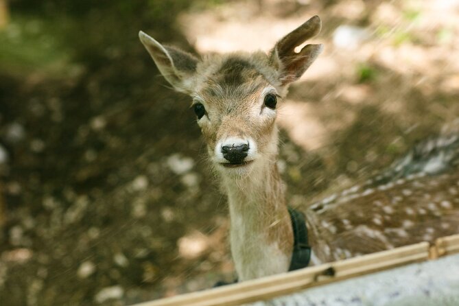 Private Visit to the Animals of the Enchanted Village in Spoleto - Visit Details
